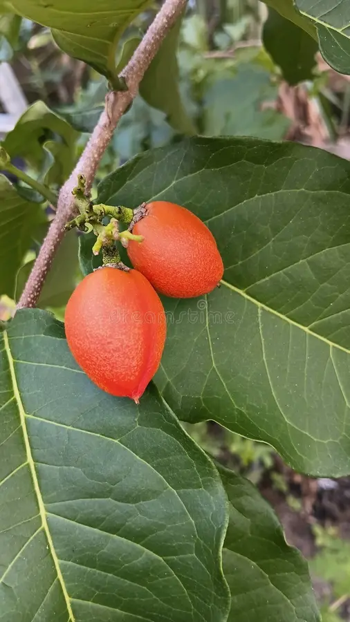 Bunchosia orange